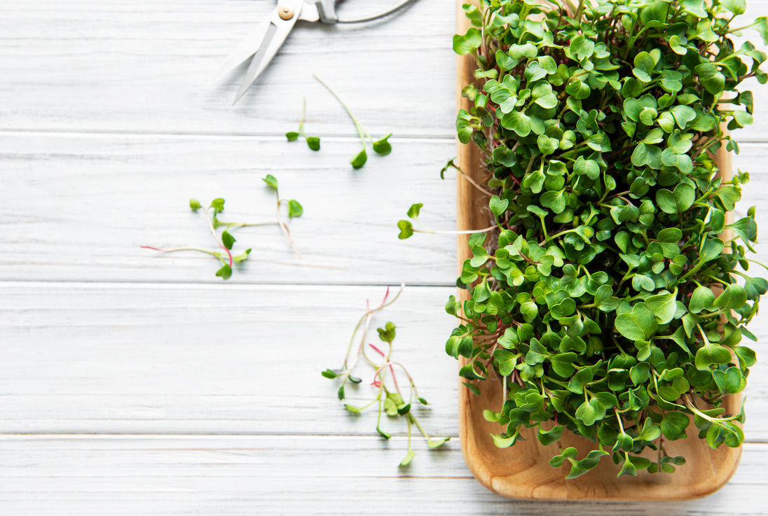 Red radish microgreens